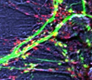 Il neurone plastico Lo sviluppo dei circuiti cerebrali è
