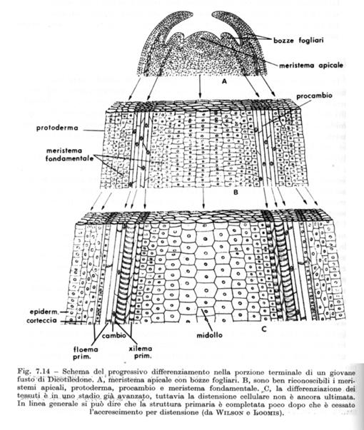 IL FUSTO Meristemi primari FASCI: FLOEMA e