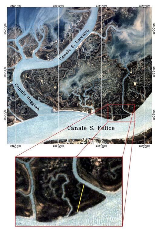 Fig.3.14 Localizzazione del transetto (segmento giallo) in barena S.Lorenzo. I rilievi lungo il transetto sono stati eseguiti ogni m e lo schema di Fig.3.15 mostra la relazione delle specie vegetali con la quota del suolo e la struttura della barena.