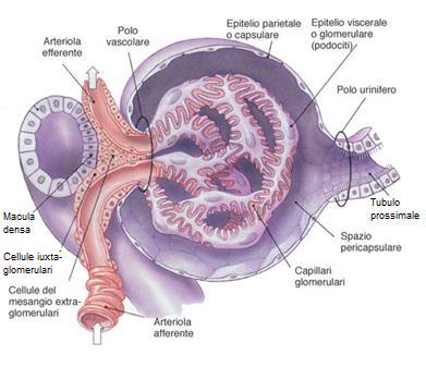 1.2 Anatomia e unità funzionale del rene Guardando una sezione trasversale del rene, è possibile distinguere nettamente tre aree: una esterna di colore scuro, chiamata regione corticale (o