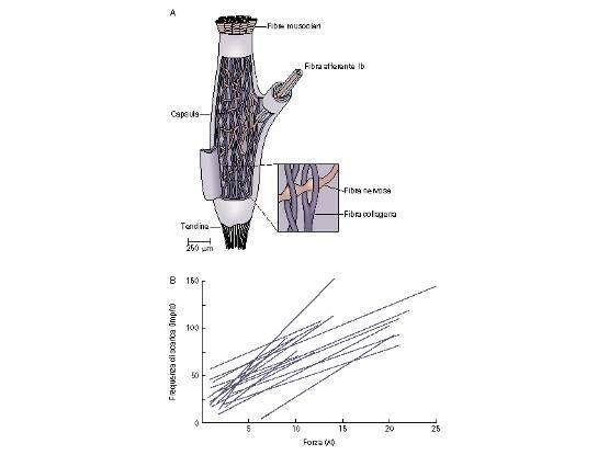 Riflesso inverso da stiramento: organo muscolo-tendineo del Golgi Riflesso