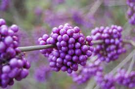 CALLICARPA FAGGIO