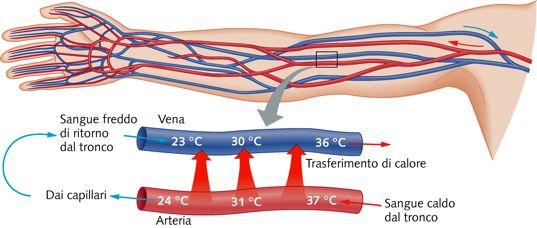 Scambio controcorrente + mani / piedi freddi Gli organismi cercano di mantenere a temperatura costante le sedi di organi vitali
