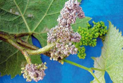 Come sono state impostate le prove La prova è stata effettuata in Agro di Pianella (Pescara), su un tendone di Montepulicano d Abruzzo di circa 15 anni con sesto di impianto 2,5 2,5 m, esposizione