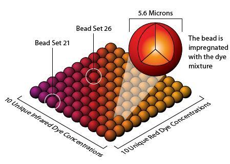 Principi di base della tecnologia Luminex Microsfere Ogni microsfera è codificata con due colori in modo da emettere due lunghezza d onda differenti nel