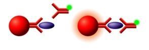 Principi di base della tecnologia Luminex Le singole sfere rappresentano il supporto solido di un reagente Una sonda oligonucleotidica Un antigene La reazione, rispettivamente con un