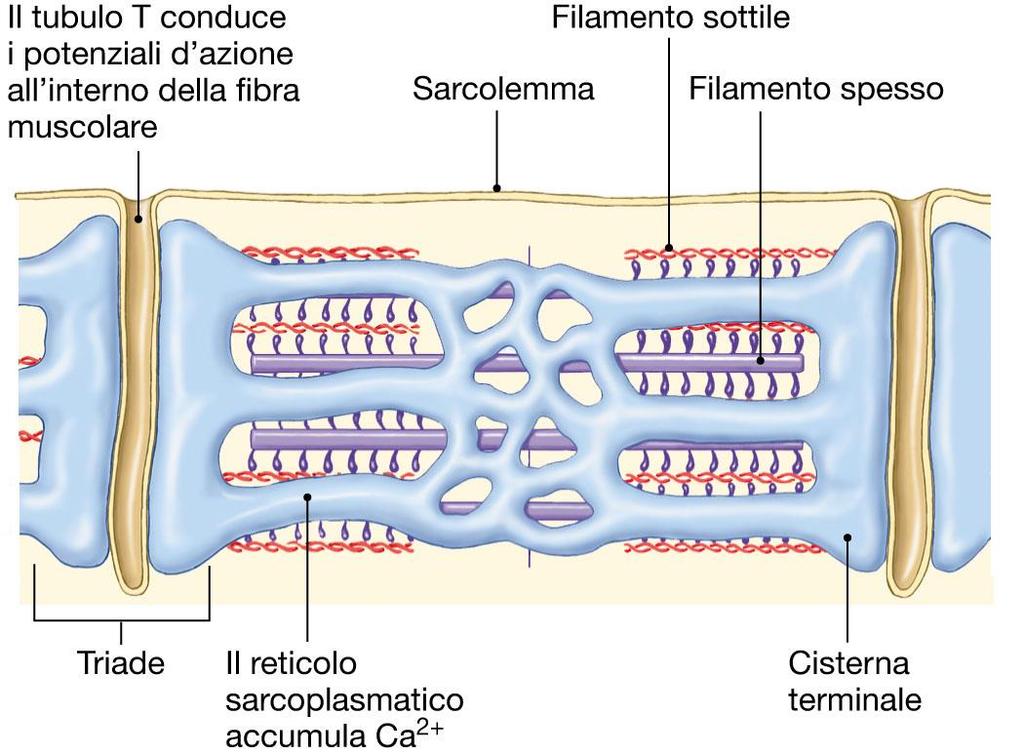 Rapporti tra sarcomero