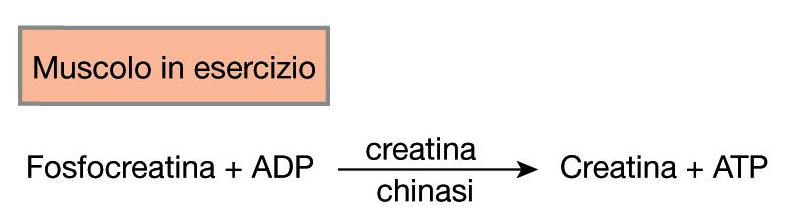 All'interno di una cellula muscolare, in condizioni di riposo, sono immagazzinate solo modeste quantità di ATP.
