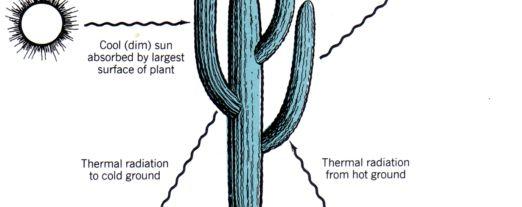 I cactus del deserto Nord