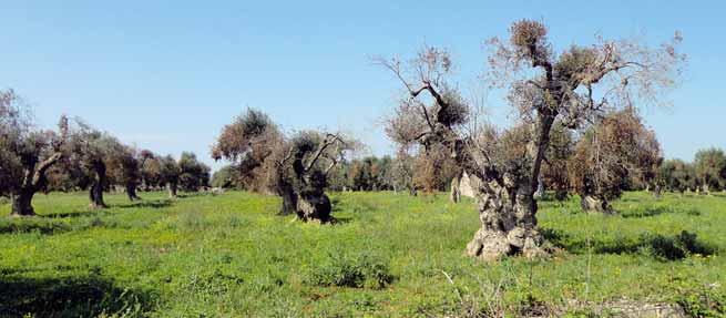 STUDIO SU PIANTE CON QUADRO SINTOMATOLOGICO AVANZATO Incidenza di xylella in oliveti con disseccamento rapido di D. Boscia, G. Altamura, M. Saponari, D. Tavano, S. Zicca, P. Pollastro, M.R. Silletti, V.