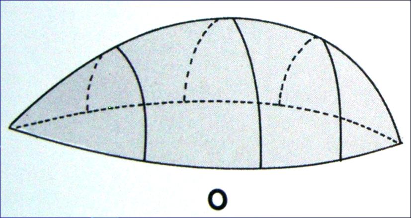 Superfici ovoidali Concave o convesse su tutti i piani Grado di curvatura variabile nei differenti punti della superficie Segmenti