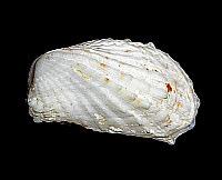 Callista chione (Linnaeus,