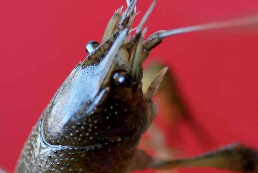 GAMBERO ROSSO DELLA LOUISIANA Procambarus clarkii Girard, 1852 Il gambero rosso della Louisiana è una delle specie aliene invasive più dannose per l ambiente e la biodiversità.