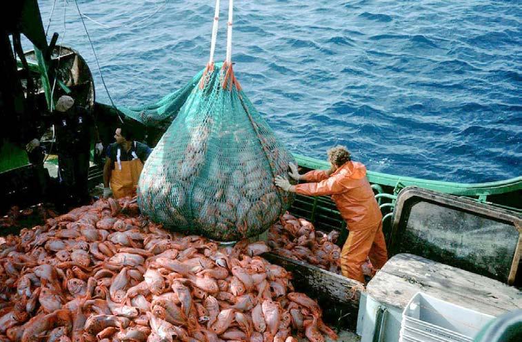 WWF SEAFOOD GUIDE INDICAZIONI PER UN CONSUMO RESPONSABILE Consuma sostenibile. Diversifica il tuo consumo. Acquista pesce certificato MSC o ASC.