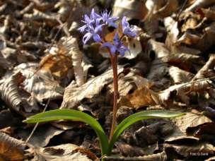 ) Famiglia Asparagaceae