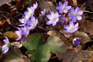 ) Holub) Famiglia Ranunculaceae Raccolta