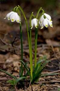 (Hepatica nobilis Schreb.