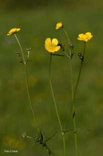 ) Famiglia Asteraceae Dente di