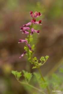 Billeri primaticcio (Cardamine