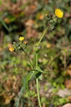 purpurea (Lamium purpureum L.