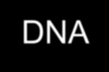 1O3TI DI VARIA:ILITA I POLIMORFISMI sono frutto della naturale variazione nella sequenza del DNA I CAMBIAMENTI nel DNA sono dovuti a:!