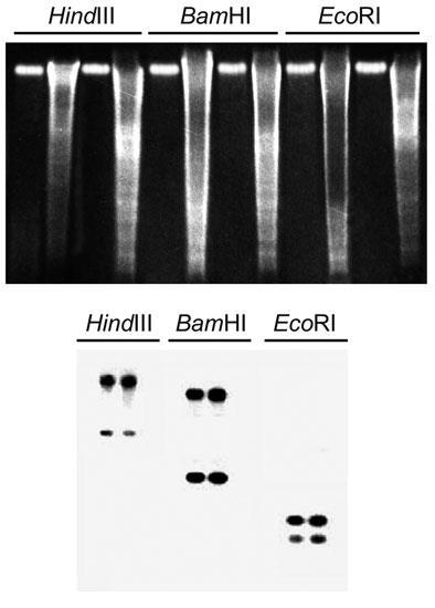 A B Ibridazione tipo southern Risultati di una analisi elettroforetica di sei campioni di DNA genomico di Medicago sativa integri e