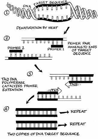 Tecnologia della PCR D Polymerase Chain Reaction E l amplificazione esponenziale in vitro di una specifica regione di DNA a doppia elica, generandone una quantita sufficiente per essere analizzata