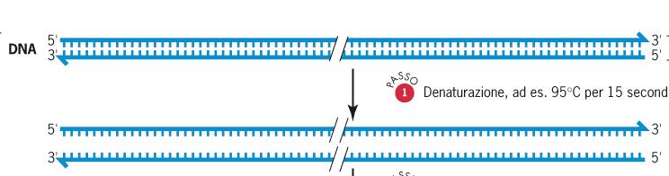 Tecnologia della PCR D Polymerase Chain Reaction 1- DENATURAZIONE 30 60 s, 93 95 C La prima fase della PCR, dunque prevede la denaturazione del DNA stampo che passa dalla classica conformazione a