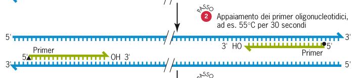 Tecnologia della PCR D Polymerase Chain Reaction 2- ANNEALING 30 60 s, 37 65 C In seguito alla denaturazione del DNA, la temperatura della reazione è abbassata a valori compresi tra 40 e 60 C; tale