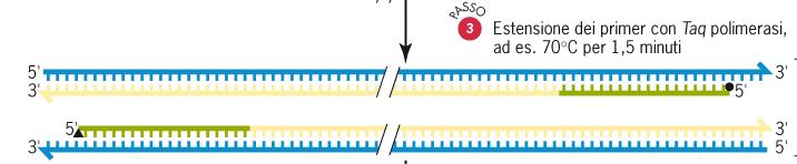 Tecnologia della PCR D Polymerase Chain Reaction 3- ESTENSIONE6POLIMERIZZAZIONE 1 min, 72 C La terza e ultima fase di una reazione di PCR precede la sintesi di DNA o estensione (elongation) per opera