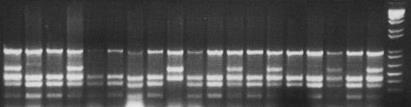 CAPS D Cleaved Amplified Polymorphic Sequence Rr rr rr