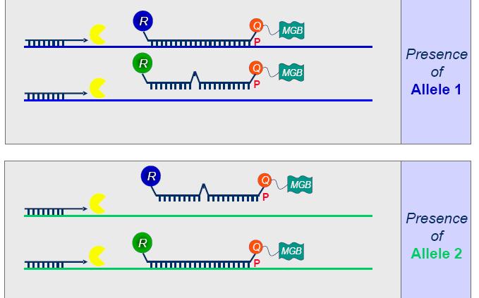 Real Time PCR