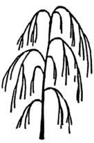 albero compatto tipo spur (MacExcel, Wijcik) PORTAMENTO (UPOV ) solo per tipo ramificato - Assurgente (Benoni,