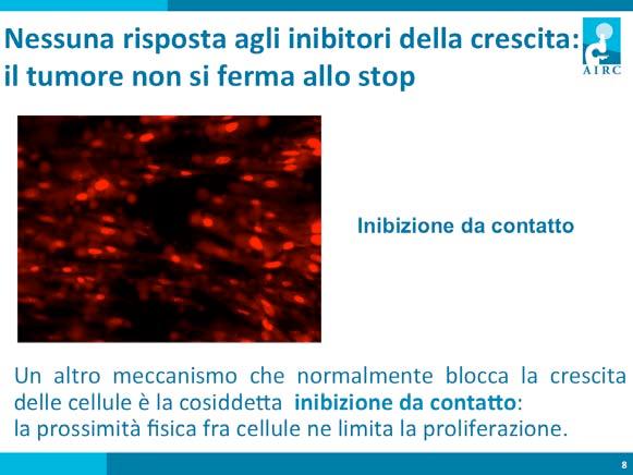 Le cellule tumorali non rispondono neanche all inibizione da contaco, un meccanismo che è