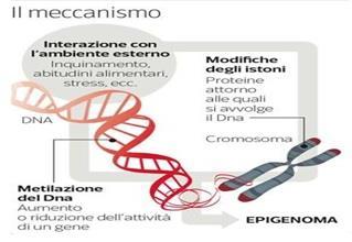 conservato nell età adulta. Lo ha dimostrato una ricerca che fa luce sui meccanismi neurobiologici alla base della plasticità cerebrale in funzione dell esperienza.