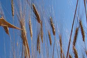 Cappelli (taglia alta). Il grano Creso è attualmente estesamente coltivato in Italia.