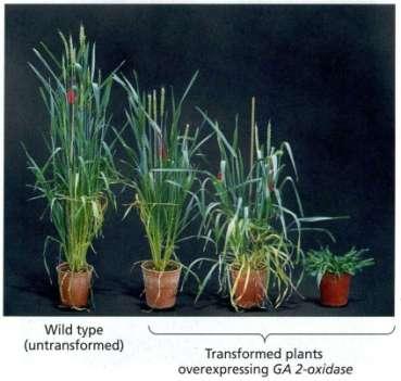 L altezza delle piante può essere ridotta con approcci moderni: l ingegneria genetica Nei cereali come grano e riso si cerca di diminuire l altezza per evitare l allettamento ed aumentare la