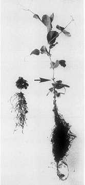 radice, con una pianta non mutata Na. Le plantule di mais sono innestate lateralmente.