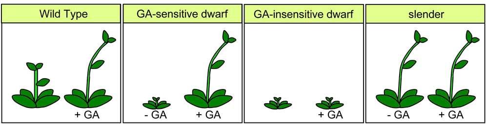 Risposte al GA in Arabidopsis 1) Mutante per la biosintesi 2) Mutante per la risposta Non avviene il signaling di GA 3) Mutante per la risposta La risposta al GA è espressa costitutivamente 1) È