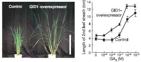 Se si sovraesprime il gene GID1 si originano piante di riso ipersensibili al GA [ ] CRESCITA Le precedenti osservazioni e queste sono consistenti con