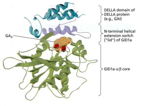 Caratteristiche strutturali del recettore GID La struttura terziaria del prodotto del gene GID1 (riso) e GID1a (Arabidopsis) è stata di recente determinata.