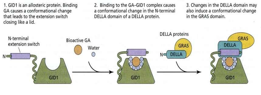 Come funziona GID1? GA è considerato un attivatore allosterico di GID1.