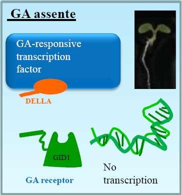 Modello della via di signaling delle gibberelline GA assente GA presente Le proteine DELLA inibiscono la