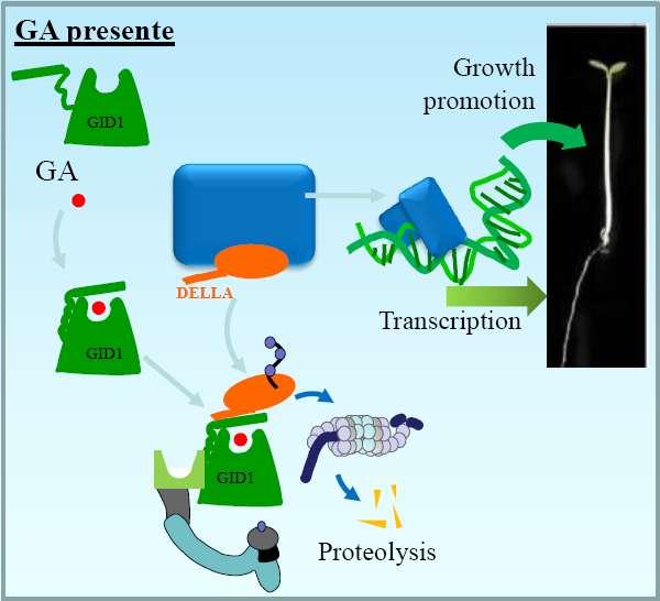 Il GA scatena la proteolisi delle proteine DELLA e quindi promuove la crescita. Reprinted from Davière, J.-M.