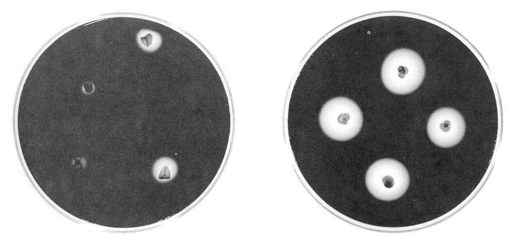 Rilascio stimolato dalla gibberellina di α-amilasi da semi dimezzati di orzo I semi, tagliati a metà per rimuovere l embrione, erano incubati per 48 ore sulla superficie di un gel di agar in cui era