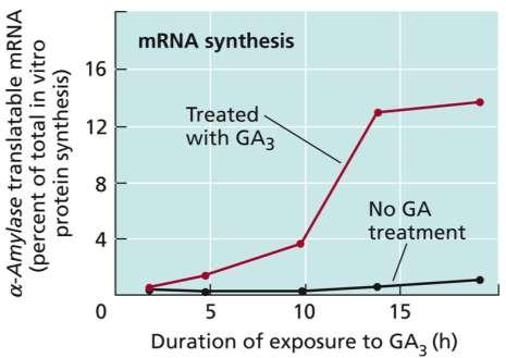in isolated aleuron cells GA 3 stimola la trascrizione del gene dell α-amilasi GA 3 regola la trascrizione di geni dell α-amilasi presenti nelle cellule dell aleurone.