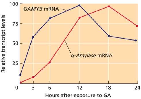 Una di queste, denominata GARE (GA Response Element), è essenziale per la trascrizione del gene α-amilasi ed è presente in tutti i cereali.