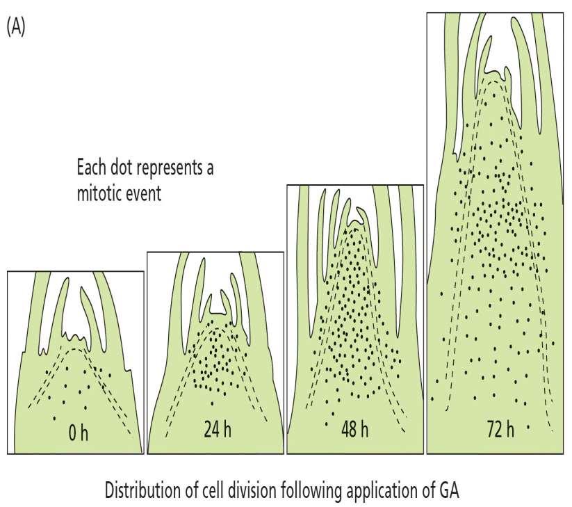 Le GAs stimolano la divisione in gemme apicali di piante a rosetta Sezioni longitudinali di apice caulinare