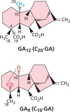 htm), tutte presentanti una simile struttura chimica (ent-gibberellano). Tuttavia sono poche (4) le GAs dotate di attività biologica.