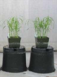 Il riso transgenico che porta il gene Sub1A può sopravvivere alla sommersione senza crescere L introduzione del